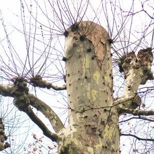 topped tree